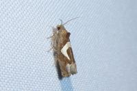 Epiblema foenella