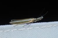 Pleurota aristella