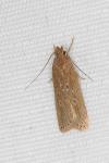 Helcystogramma triannulella