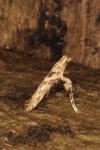 Caloptilia cuculipennella