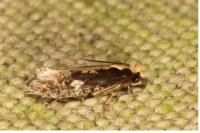 Monopis crocicapitella