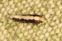 Monopis crocicapitella