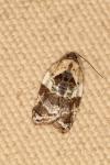 Acleris variegana