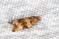 Celypha cespitana