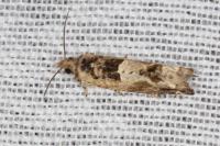 Crocidosema plebejana