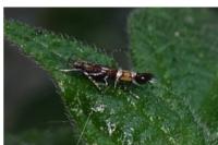 Cosmopterix pulchrimella