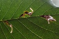 Bucculatrix albedinella