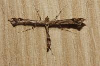 Amblyptilia acanthadactyla