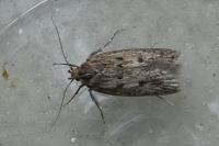 Hofmannophila pseudospretella
