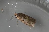 Hofmannophila pseudospretella