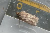 Hofmannophila pseudospretella