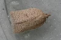 Acleris quercinana