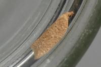 Acleris quercinana
