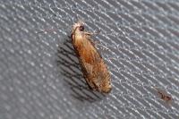 Eucosma gr. cana