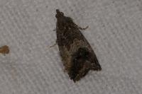 Cydia splendana