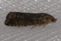 Cydia splendana