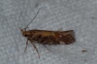 Aristotelia