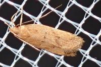 Helcystogramma lutatella