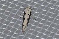 Ethmia bipunctella