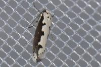 Ethmia bipunctella