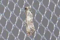 Pontoturania posterana