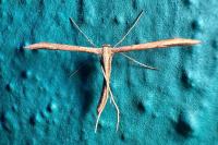 Emmelina monodactyla