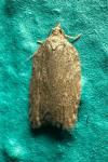 Acleris sparsana