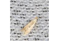 Bucculatrix regaella