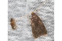 Homaloxestis briantiella