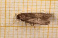 Homaloxestis briantiella