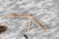 Stenoptilia zophodactyla