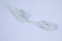 Stenoptilia zophodactyla