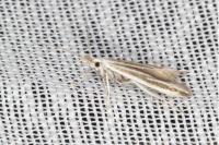 Coleophora pulchripennella