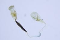 Coleophora pulchripennella