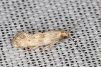 Epermenia ochreomaculella