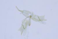 Epermenia ochreomaculella