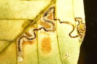 Stigmella hemargyrella
