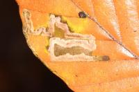 Stigmella hemargyrella