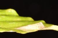 Phyllonorycter maestingella