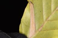 Phyllonorycter maestingella