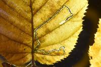 Stigmella floslactella/microtheriella