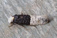 Trichophaga bipartitella