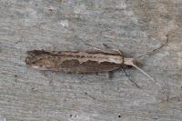 Plutella xylostella