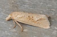 Cochylimorpha meridiana