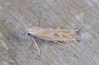 Ptocheuusa paupella