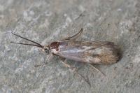 Brachodes funebris