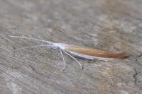 Coleophora