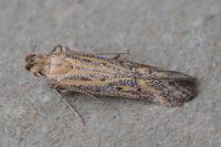 Metzneria