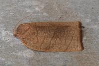 Cacoecimorpha pronubana