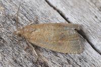 Celypha rufana